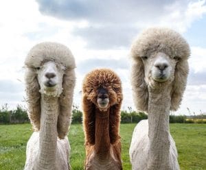 15 Ideas For Hairstyles From Llamas And Alpacas - PetPress