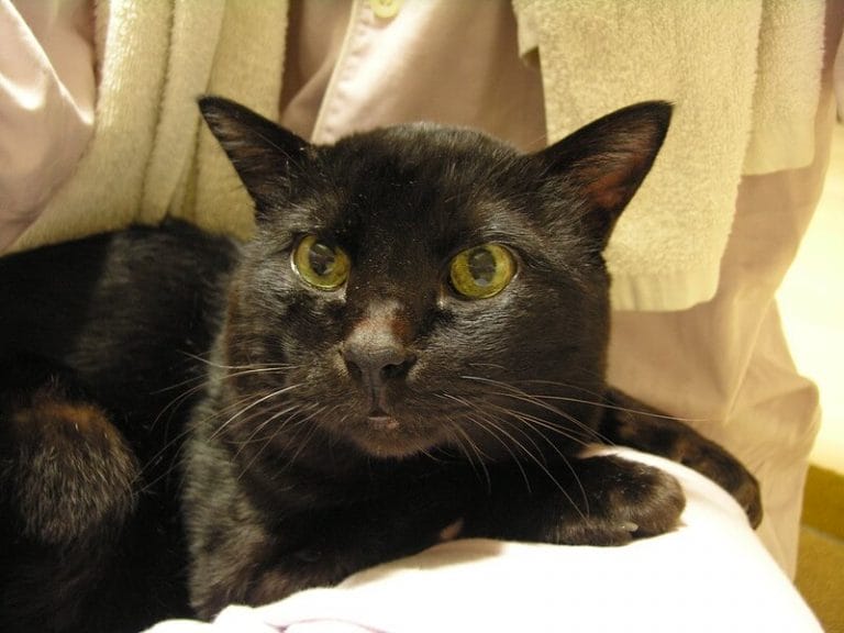 Black Cat Names 500+ Best Names for Black Kittens PetPress