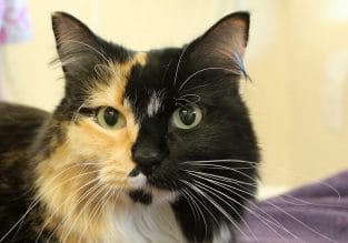 300+ Calico Cat Names - Cute, Unique Names You'll Love - PetPress