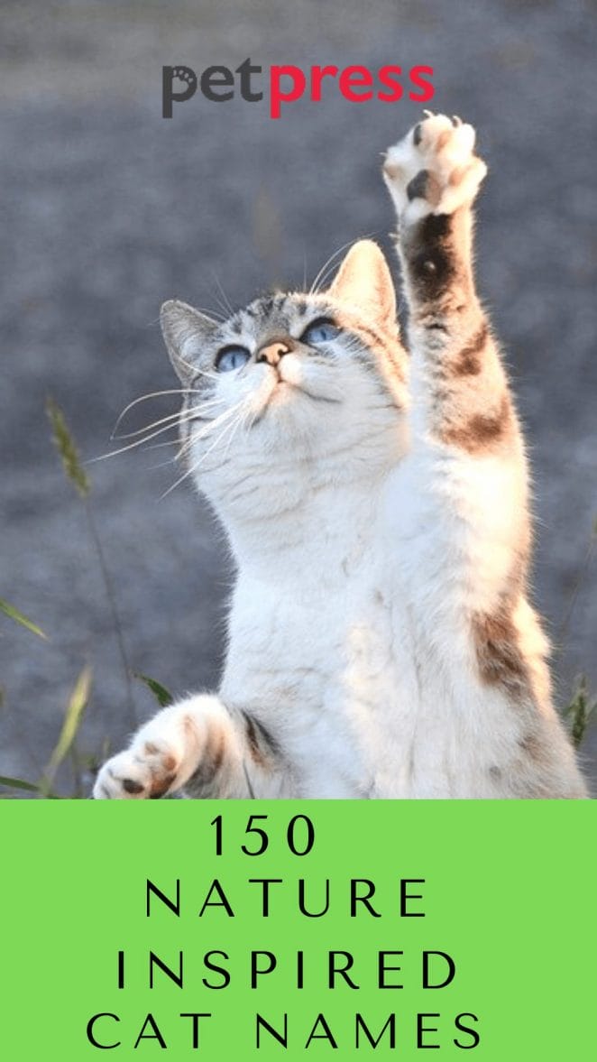 nature-inspired-cat-names