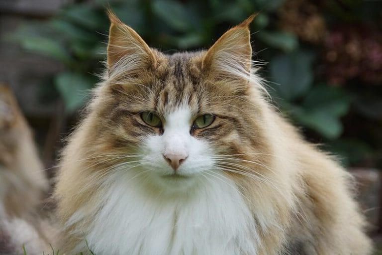 200+ Norwegian Cat Names – Great Names for Your Norwegian Forest Cat