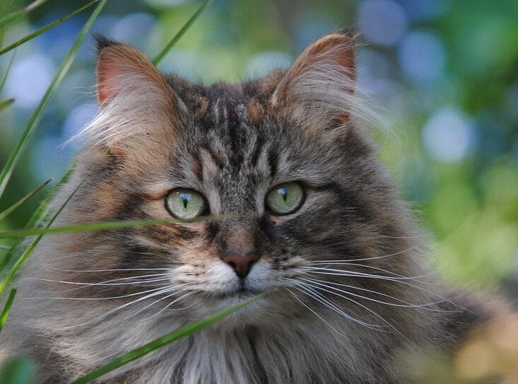 200+ Norwegian Cat Names – Great Names for Your Norwegian Forest Cat