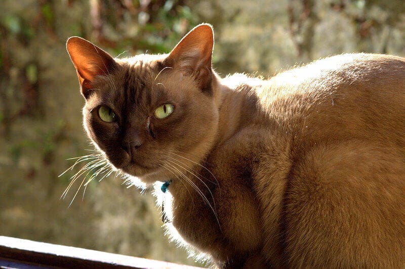Top 250 Old Lady Names for Your Sophisticated Cats