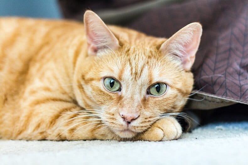 Orange Cat Names: 350 Best Names for Ginger Kittens