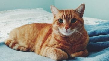 orange male cat names