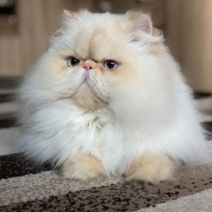 Top 10 Most Popular Cat Breeds in the USA You Should Own