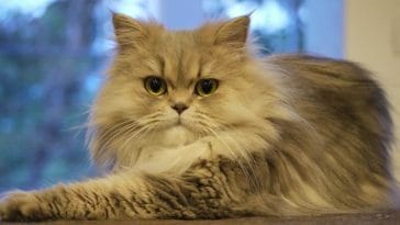 persian cat names