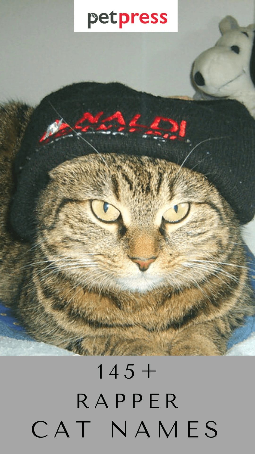 145 Rapper Cat Names Hip Hop Inspired Cat Names PetPress 145-rapper-cat-names-hip-hop-inspired-cat-names-petpress