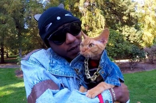 145 Rapper Cat Names - Hip Hop Inspired Cat Names - PetPress