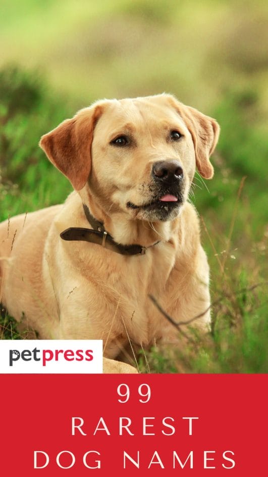 The 99 Rarest Dog Names For Your Cute Puppy PetPress