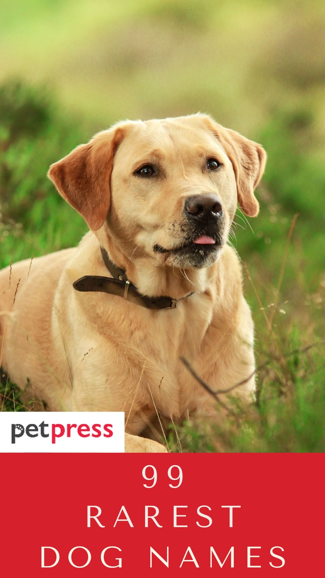 The 99 Rarest Dog Names For Your Cute Puppy PetPress