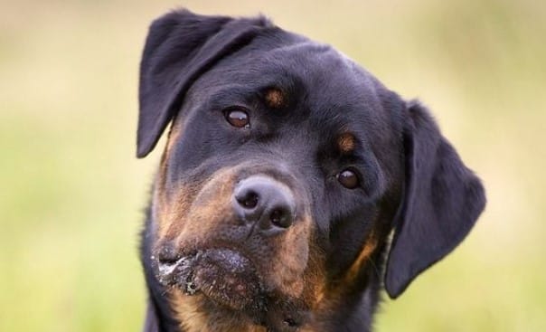 Top 10 Most Loyal Dog Breeds That You Can Consider Owning