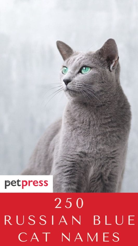 Best 250 Russian Blue Cat Names That Are Cute To Inspire You