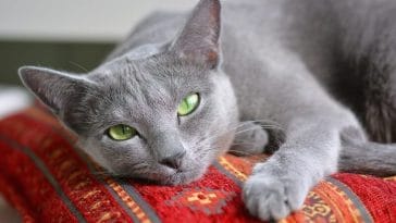 russian-blue-cat-names