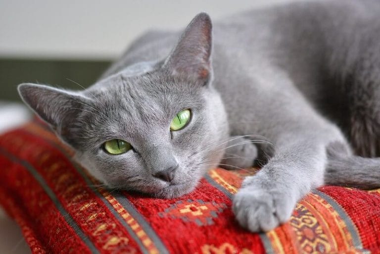 Best 250 Russian Blue Cat Names That Are Cute To Inspire You