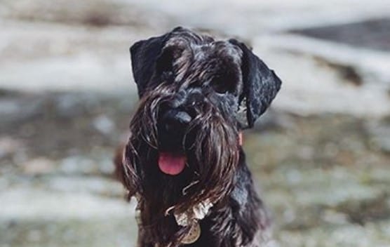 61 Perfect Male Dog Names For Schnauzers