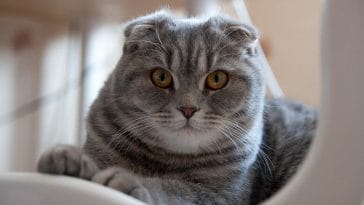 scottish fold cat names