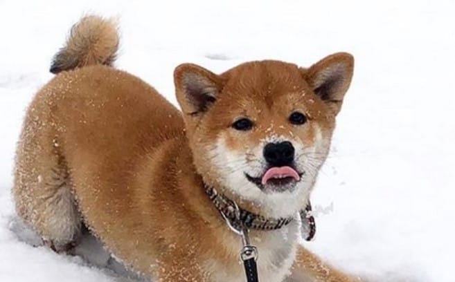 79 Female Shiba Inu Dog Names with Meanings