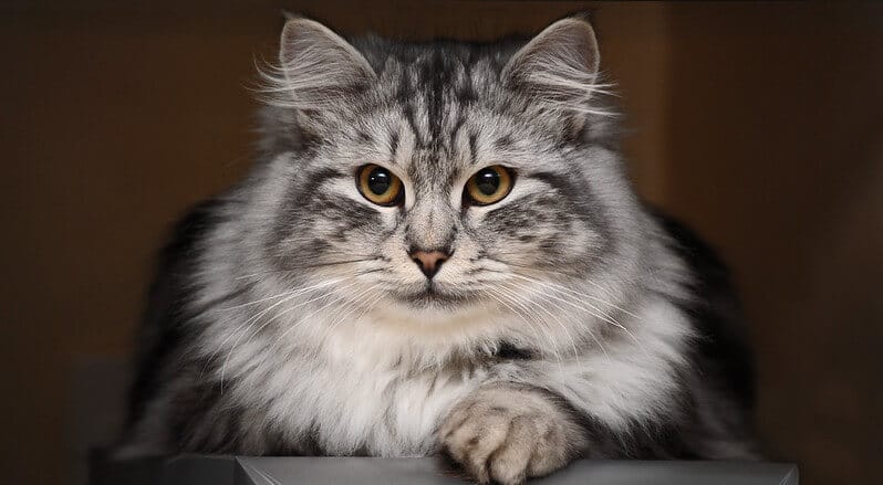 120 Greatest Siberian Cat Names