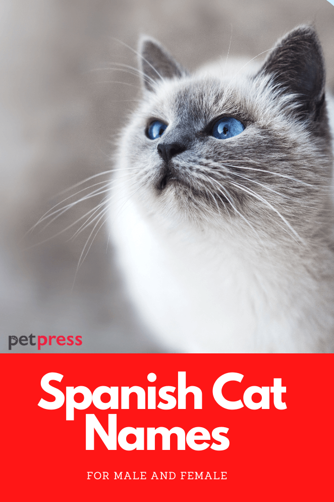 spanish-cat-names
