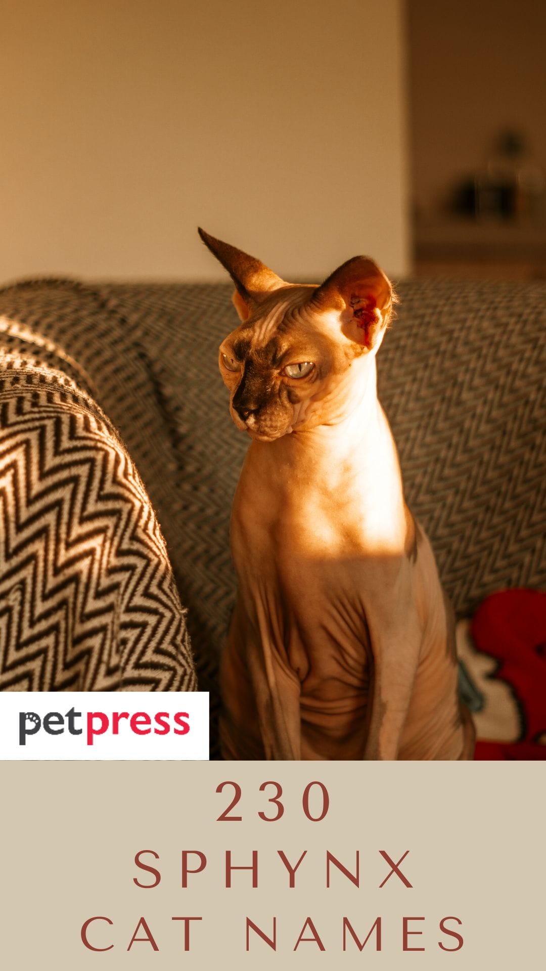 sphynx-cat-names