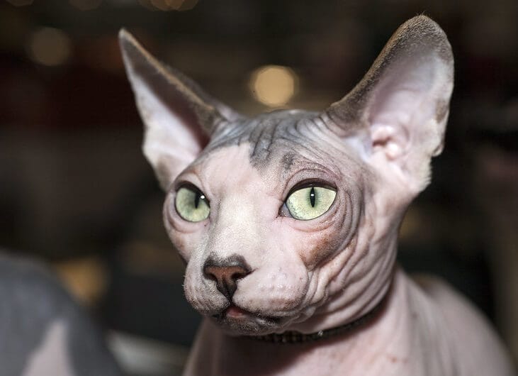 Sphynx Cat Names: 230 Best Names for Hairless Cats