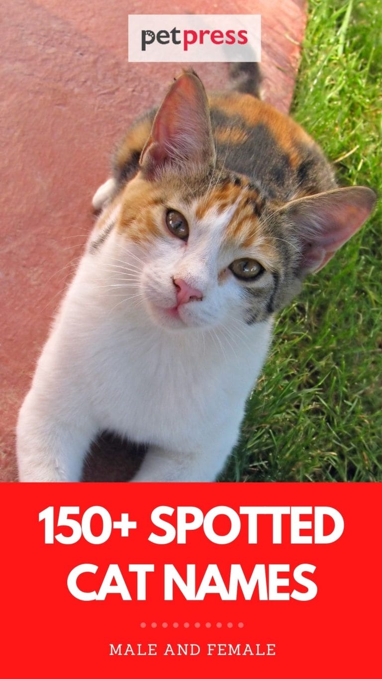 Best Spotted Cat Names List Of 150 Names For Spotted Cats 2994