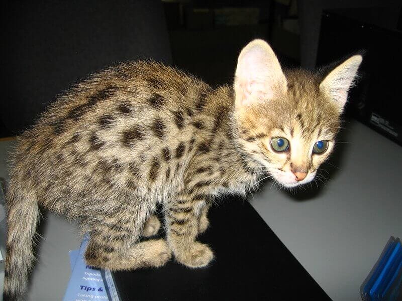 250 Savannah Cat Names - Unique Name Ideas For Exotic Savannah Cats