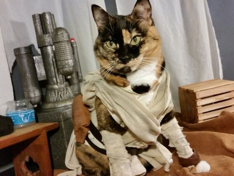 Top 105 Star Wars Cat Names for Your Jedi Cats PetPress