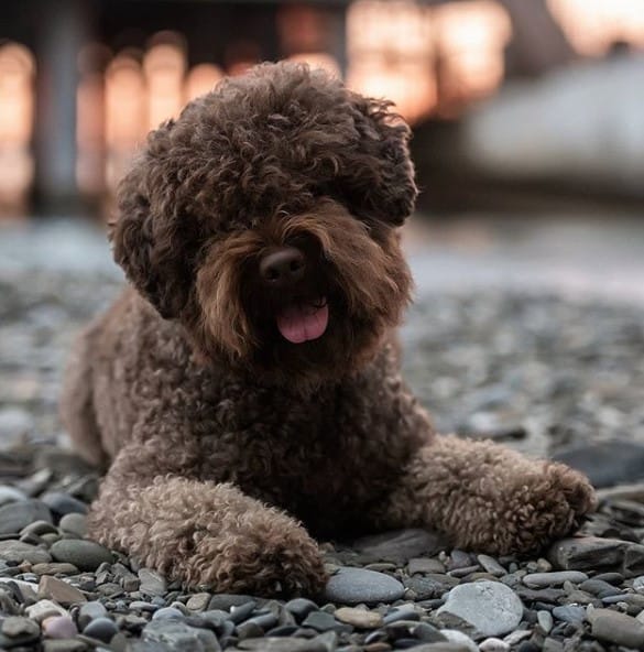 TOP 15 Most Exotic Dog Breeds In The World PetPress