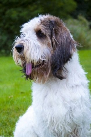 9 Breeds Of Dogs That Were Bred In France - PetPress
