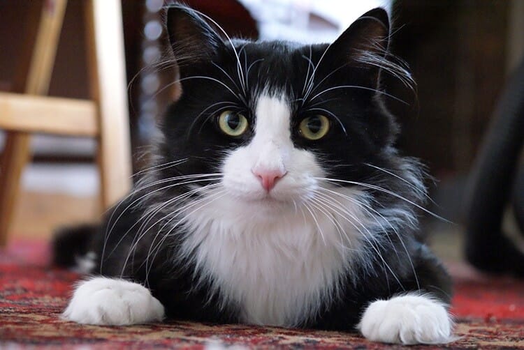 280 Tuxedo Cat Names for Adorable Furry Kitten