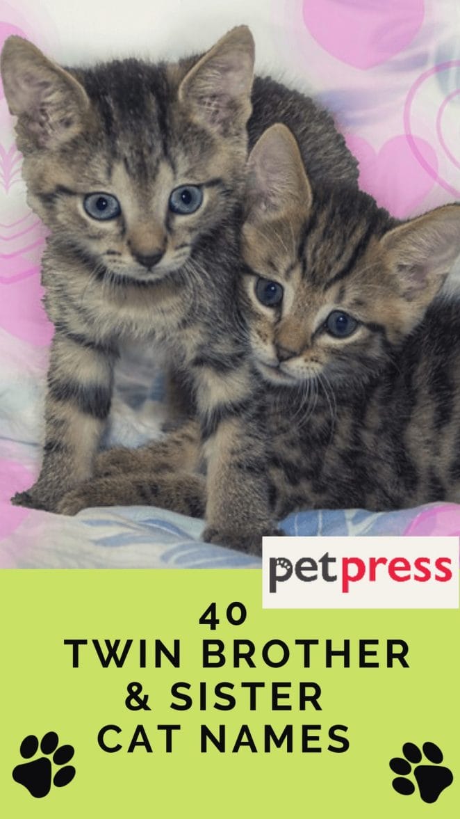 twin-brother-sister-cat-names