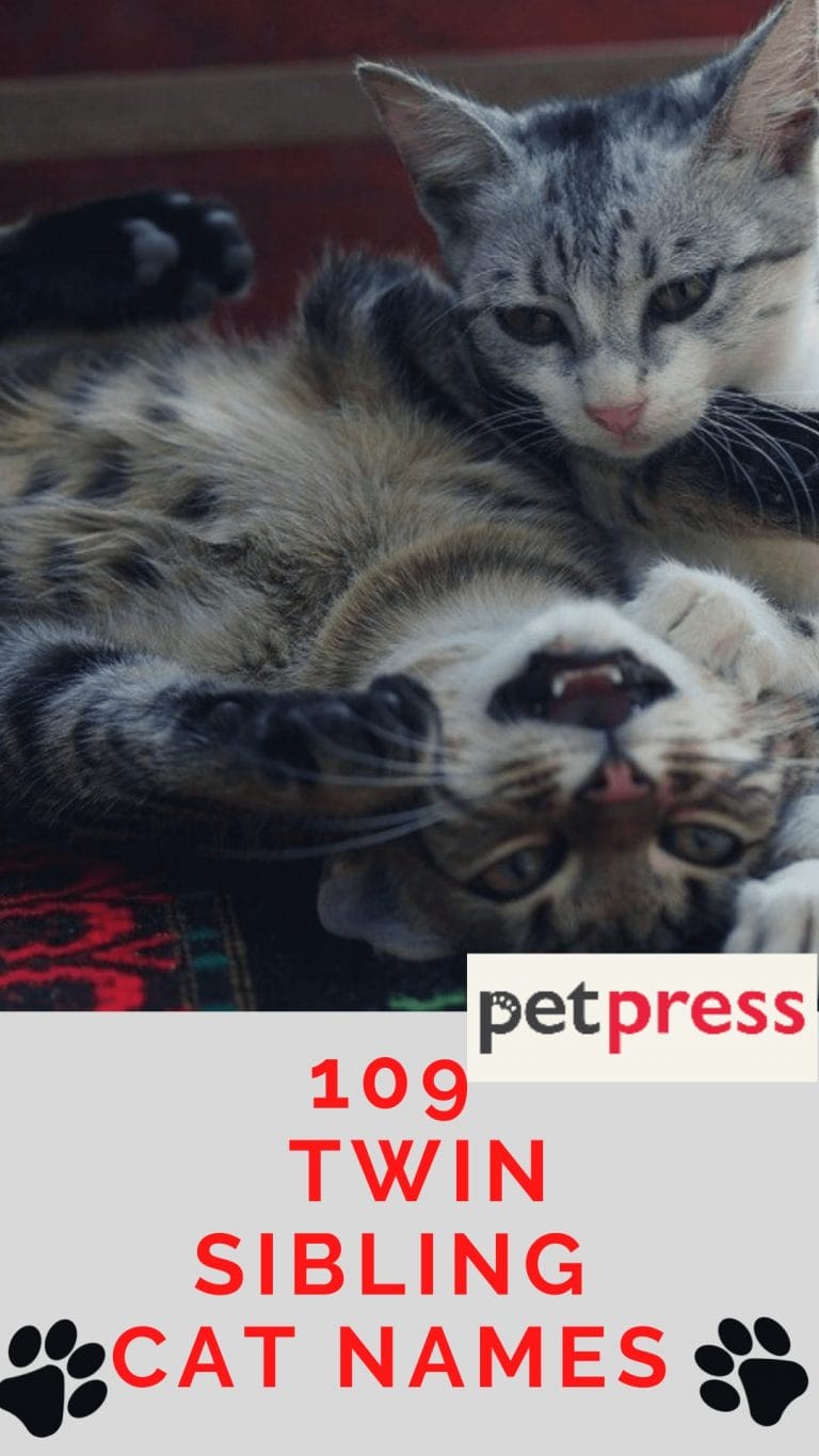 109 Twin Sibling Cat Names For Adorable And Cute Twin Cats
