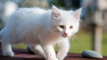 white cat names