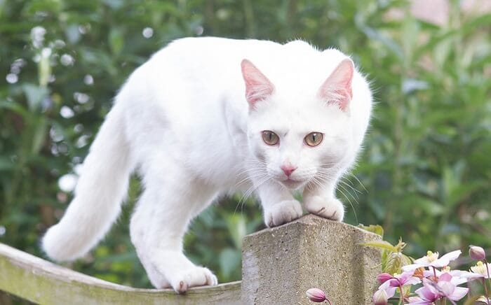 Top 200 White Female Cat Names for Adorable White Kittens