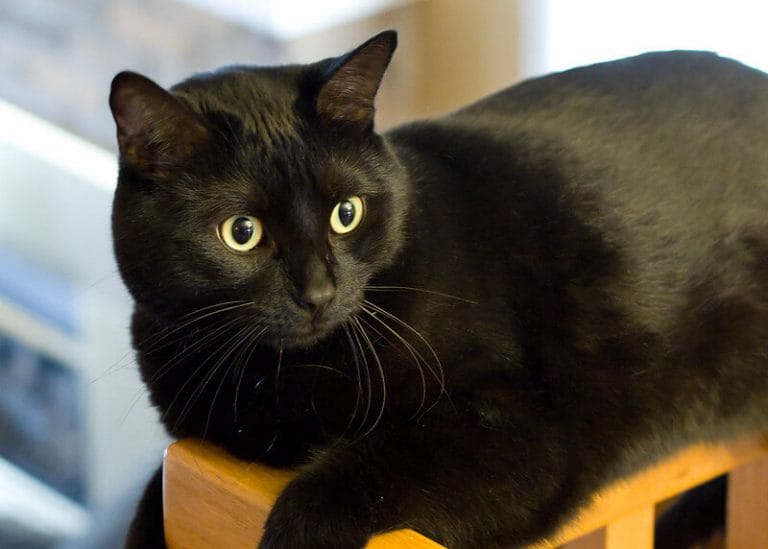 Unleashing the Frights Top 500 Halloween Themed Cat Names