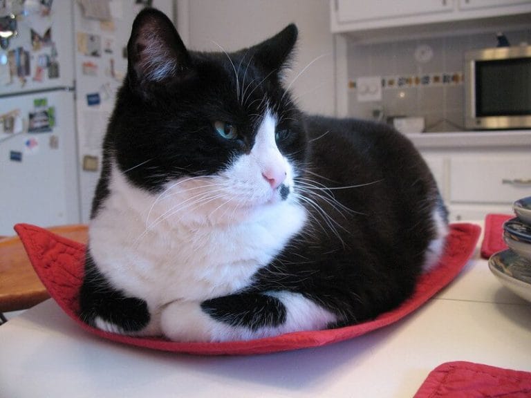 280 Tuxedo Cat Names for Adorable Furry Kitten