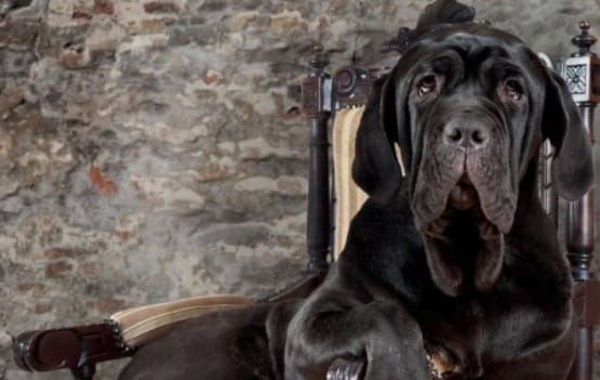 15 Books About Neapolitan Mastiffs - PetPress