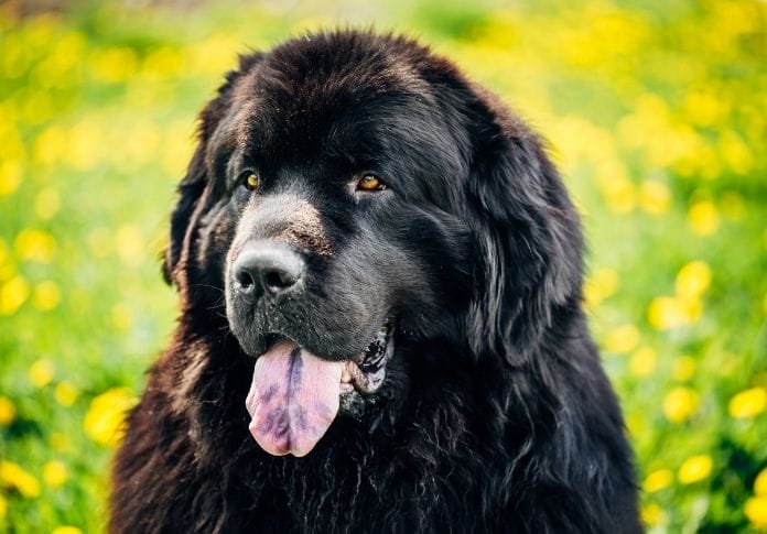 170+ Best Newfoundland Dog Names - Unique Ideas For This Dog Breed