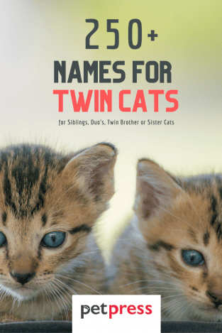 250+ Twin Cat Names for Sibling Duo Cats | PetPress