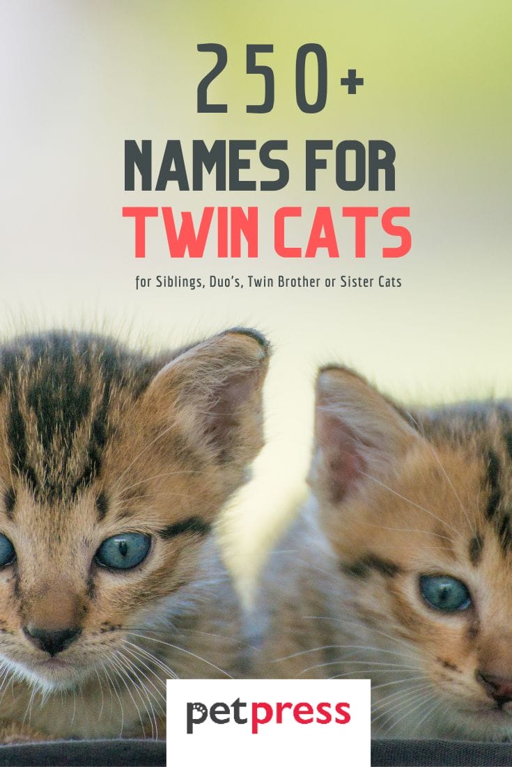 250-twin-cat-names-for-sibling-duo-cats-petpress