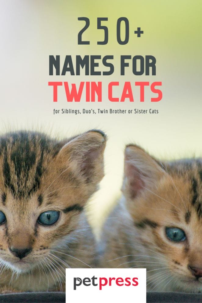 best names for twin cats