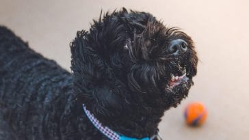 Affenpinscher dog names