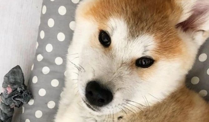 Top 138 Best Akita Inu Dog Names