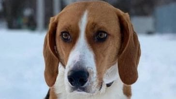 American Foxhound Dog