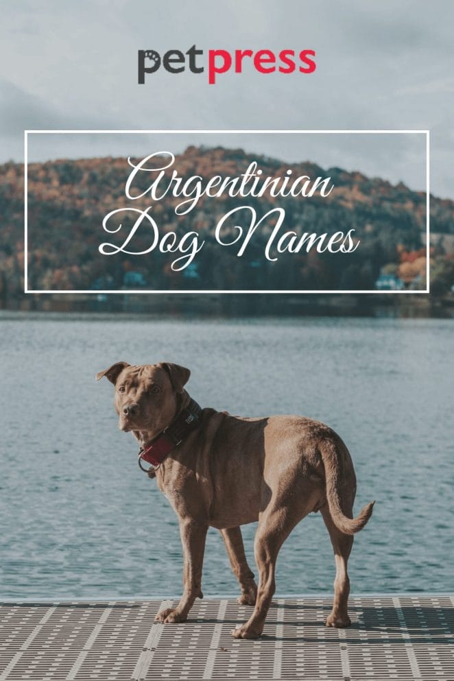 Argentinian dog names