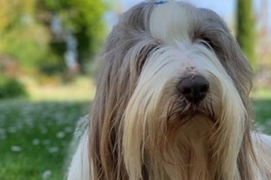 Top 71 Best Bearded Collie Dog Names
