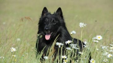 Belgian Sheepdog Names