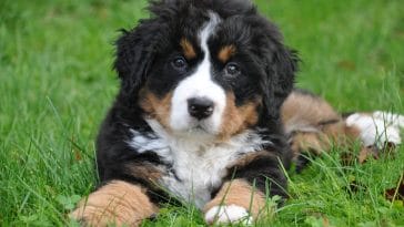 Bernese Mountain Dog Names